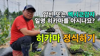 히카마재배 | 멕시코감자 | 히카마심는법 | 610민주화운동 | 히카마