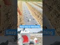Easy Way To Drenching Radifarm Viva Tomato Agriculture Shorts Viralshort