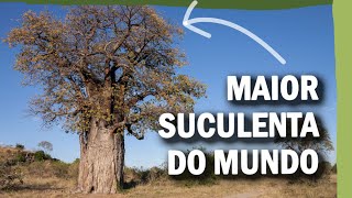 Miniatura do vídeo