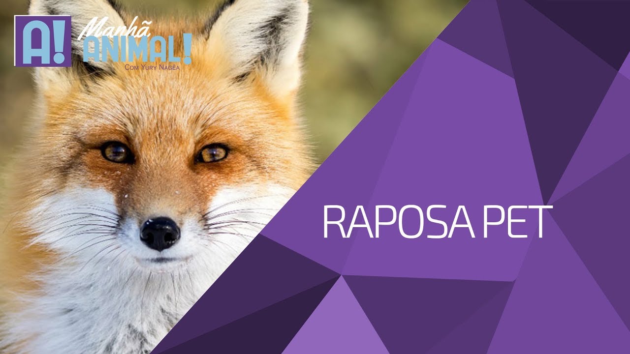 RAPOSA COMO PET PODE?