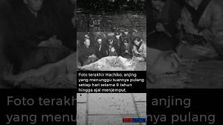 Download lagu Anjing yg Menunggu Tuannya Pulang Selama 10 Thn Hingga Ajal Menjemput #shorts mp3