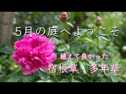 《5月のガーデニング》育てて良かったローメンテナンスな宿根草・多年草＊芍薬の開花