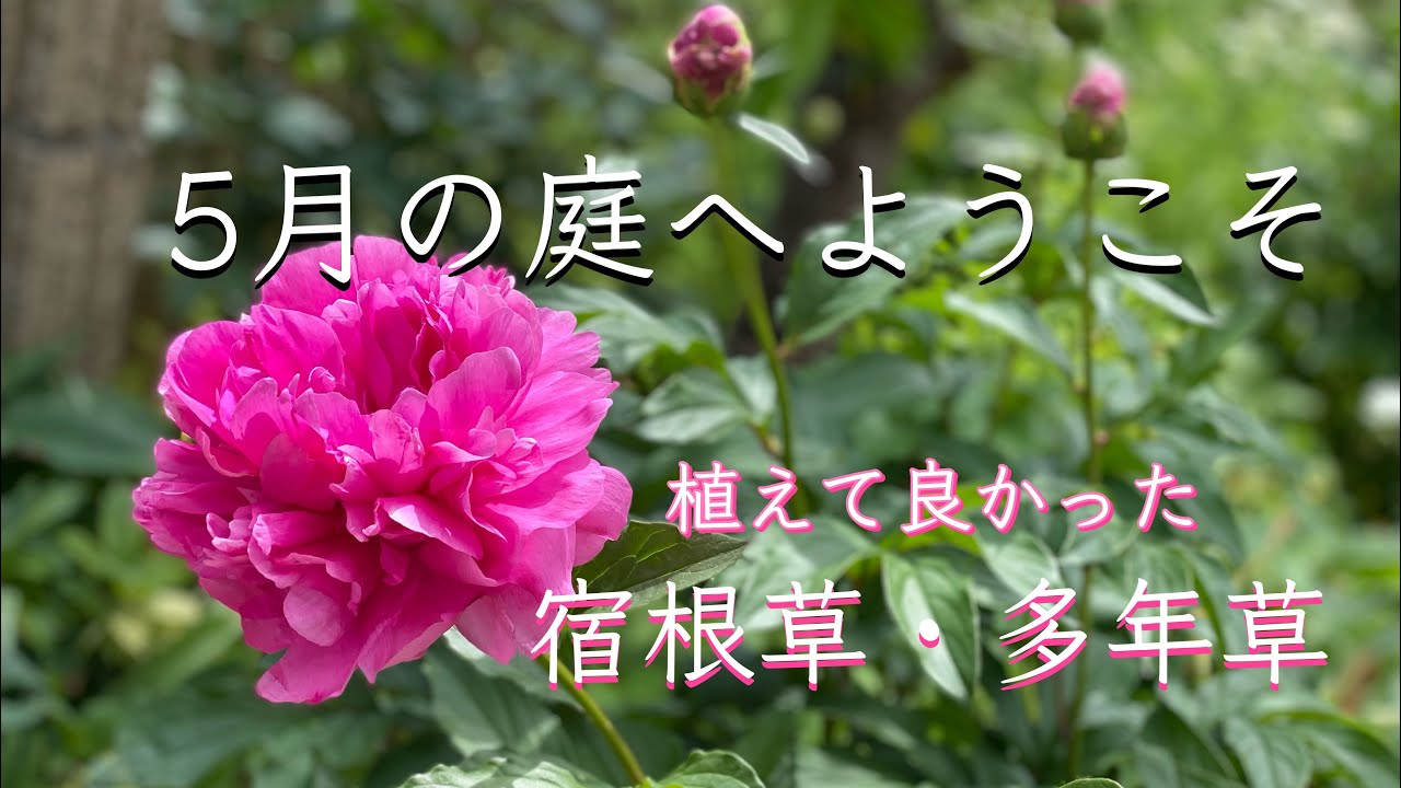 《5月のガーデニング》育てて良かったローメンテナンスな宿根草・多年草＊芍薬の開花