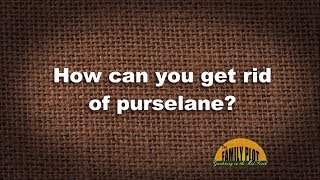 Q&A – How do you get rid of purselane?