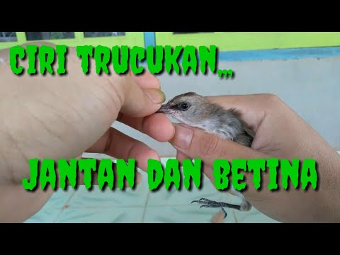 Trucukan Novyj Trend Smotret Onlajn Na Sajte Trendovi Ru