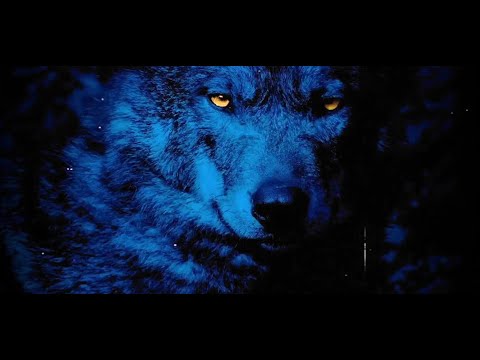 KAAZE & Sam Tinnesz feat. Silverberg - Wolves