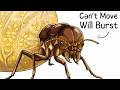 Why It Sucks To Be Born As A Termite