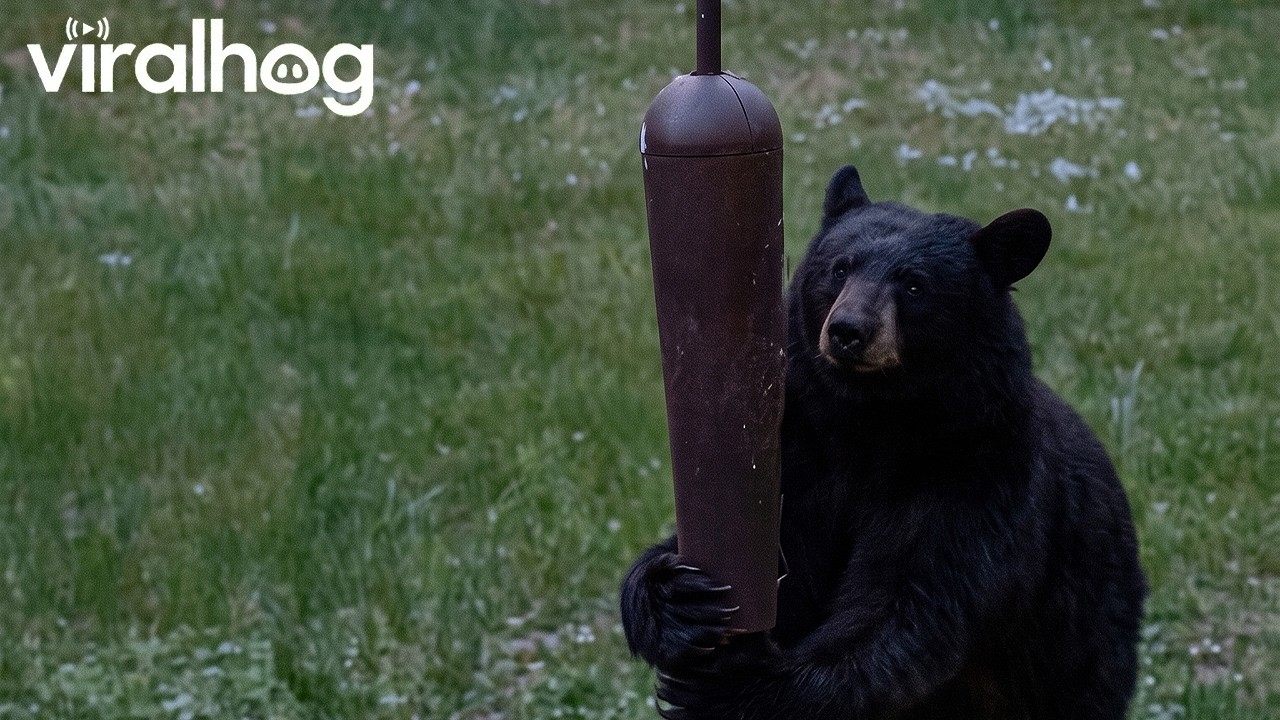 Black Bear Tears Down Feeder || ViralHog
