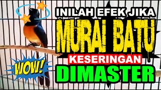 Download masteran murai batu mp3 full isian