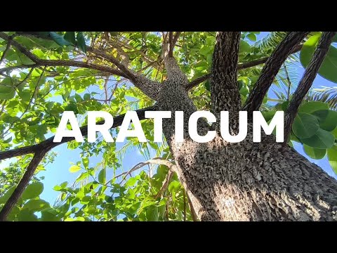 Araticum - Estrela do Indaiá/MG.