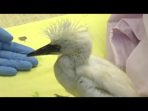 An animal rescue group is caring for nearly 100 baby snowy egrets and black-crowned night herons that were saved last week after a tree fell in downtown Oakland. (July 17)