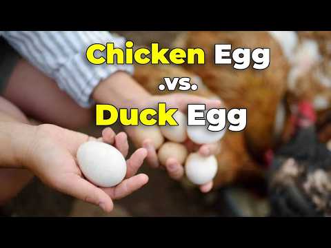Chicken Egg vs Duck Egg: What’s the Real Difference?