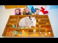 HAMSTER Escape The DIY MAZE in real life