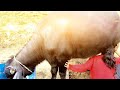 Caw Caw Caw Caw Caw Caw Caw Caw Caw Caw Caw Caw Caw Caw C Milkingmachineincoimbatore