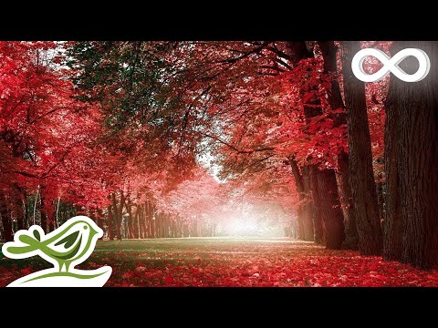 Beautiful Relaxing Music - Piano, Cello \u0026 Guitar Music by Soothing Relaxation