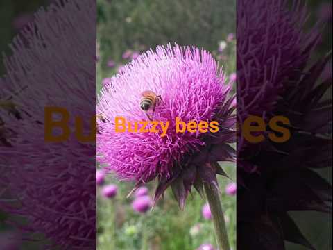 European honeybees on Spear thistle. Music by Voice of the Beehive