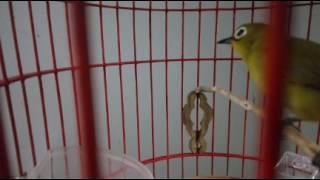 Download lagu Pleci flavus / Pleci tambak / Pleci laut / Pleci pesisir mp3