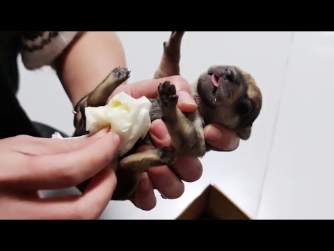Saving baby newborn puppies,Cute baby animals,Tiny Pup,Little Dogs