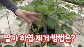 딸기 재배 하엽 제거 방법과 시기는??  잘 키운 딸기 키를 억제하는 방법은…