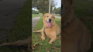 #simba #shorts # #goldenretriever... Wake up simba sleepy boy..