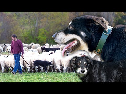 PERRO PASTOR para guiar rebaños. Características de esta RAZA en peligro de extinción: CAN DE CHIRA