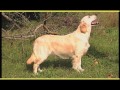 Golden Retriever - GOLDEN RETRIEVER trailer documentario