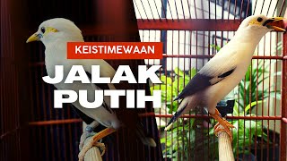 Download lagu The Uniqueness of the White Starling as a Songbird mp3 Download lagu The Uniqueness of the White Starling as a Songbird mp3