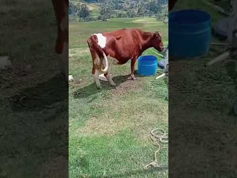Proyecto productivo Ganaderia de leche La Esperanza