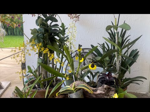 Orchid Garden Update, We are Sunny Again 😎, New Project Idea, Happy Orchids June 5, 2022