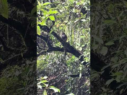 funny animals wild monkey Formosan macaque on tree #monkeys #monkeylove #monkeybaby