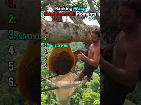 Ranking Best Wasp Nest Removal Moments #rankingshort #shortsfeed #usa