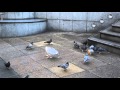 Seagulls And Pigeons Sharing Bread