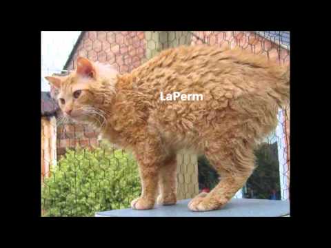 All Cat Breeds From Ashera to York Chocolate Cat