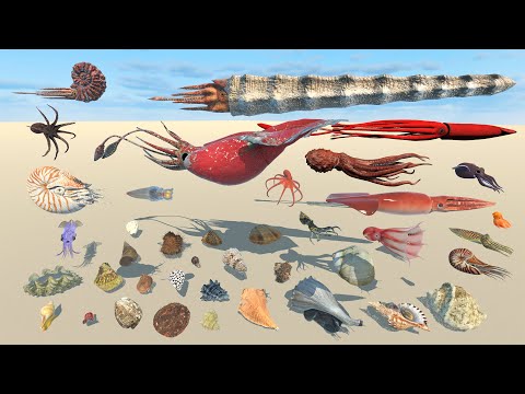 Mollusk Weight Comparison - 3D Animal Animation Comparison