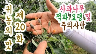 사과나무 적과요령 및 주의사항