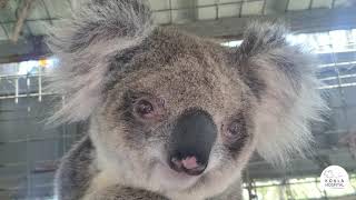 Port Macquarie Koala Hospital Threats to Koalas