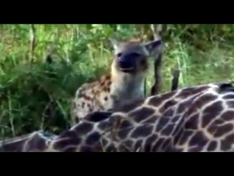 Djuma/Kruger Spotter - Hyenas And Vultures Eating A Giraffe In The Kruger Park