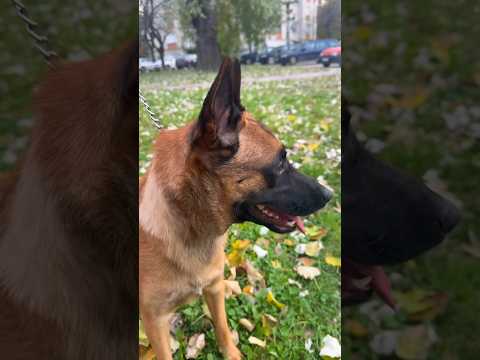 VICO: Mićko je slagao tatu da je pas don kakio #shorts