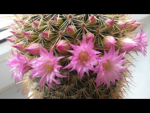 , title : 'Kaktus zum Blühen bringen – Wie können Kakteen blühen – Anleitung / Tipps & Tricks / Pflege'