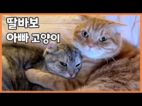 지금까지 이런 껌딱지 고양이는 없었다! 아빠쟁이 딸 베리와 딸바보 베니