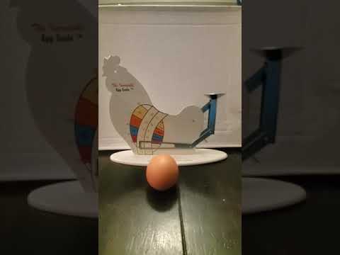 Ending the great egg debate!