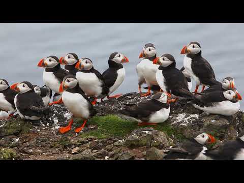 Norwegen - Reiner Harscher | Trailer | GRENZGANG