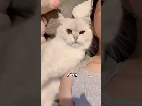 Your Cat Is Casting a Love Spell... And You Didn’t Even Notice! ✨🐾😻 #animal #pets #cat