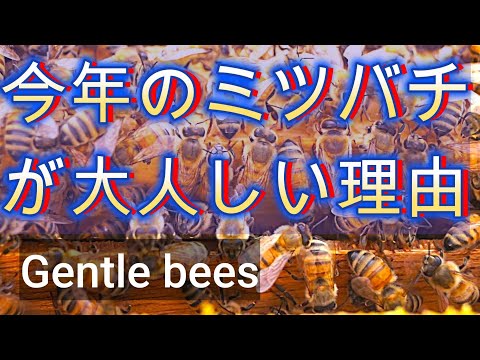経済学科 晴蜂雨読 No. 57／今年のミツバチが温厚なのはどうしてなのか？／王椀を温存しながら行う人工分蜂について／ 2025年6月、その4／山崎亮一／日英字幕付き／Gentle bees ／Eng sub