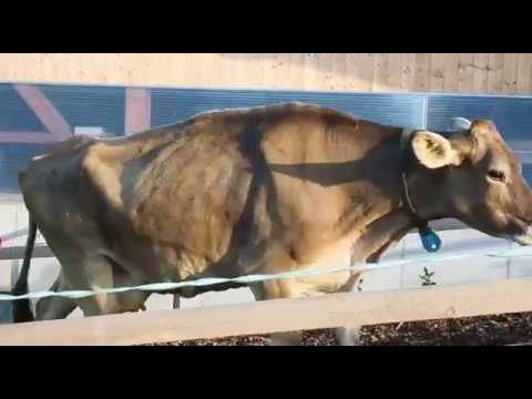 Video starten Youtube-Video