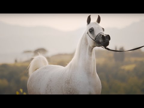 🌹 NOFT AL NAYFAT 🌹 ⁣(AJMAN MONISCIONE x EAGLERIDGE PASSIONATA), 2011 Mare