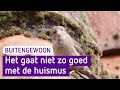 Het gaat niet zo goed met de huismus - BuitenGewoon