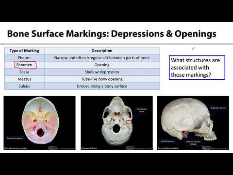 MSK Skeletal System Basics - Bone Surface Markings