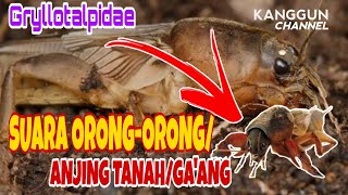 Download lagu Suara Nyaring Orong-Orong | ANJING TANAH | GA'ANG mp3
