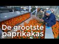 STE - Grootste Paprikakas | Het Klokhuis